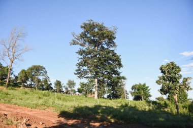 Dağlardaki orman ağaçları