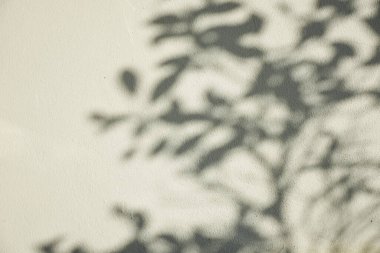 Ormanda parlayan güneşin gölgesi