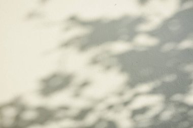 Ormanda parlayan güneşin gölgesi