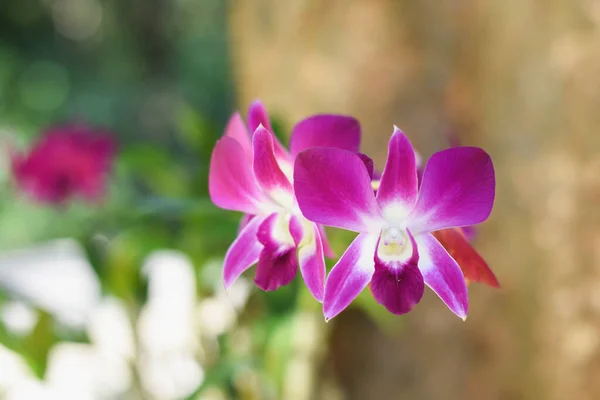 Orquídeas Roxas Quando Chove Com Gotas Água Nas Flores — Fotografia de Stock