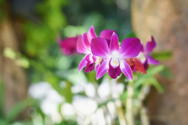 紫色兰花下雨时 花朵上滴着水滴 — 图库照片