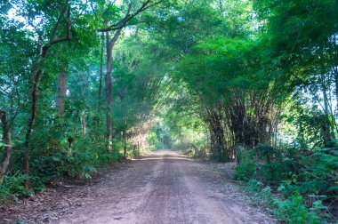 Yeşil bambu ormanında yol