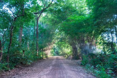 Yeşil bambu ormanında yol