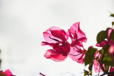 Vadinin altındaki ormanda güzel bir ağaç ev.