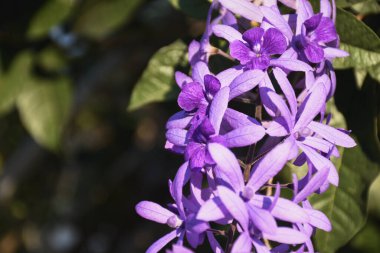 Ağaçta mor buket ve yeşil arkaplan