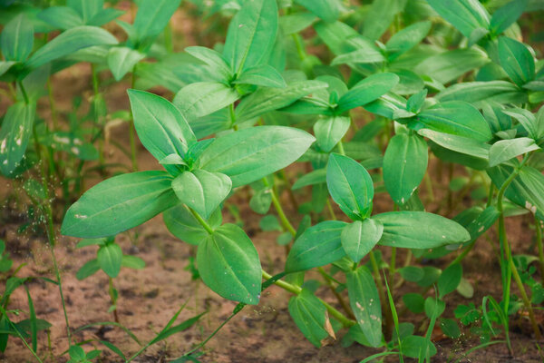 sunflower sprouts in the garden