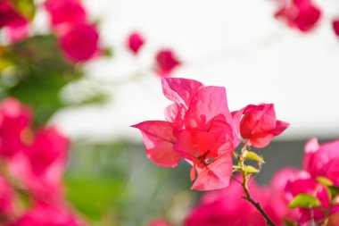 Arka planda çiçek açan bougainvillea