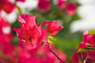Arka planda çiçek açan bougainvillea