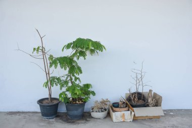 Beyaz bir arka planda taze ve kuru ağaçlar