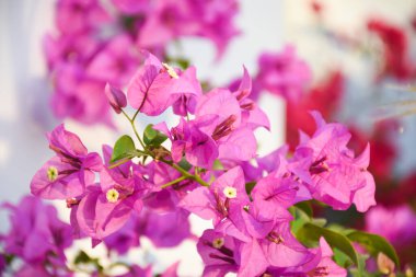 Arka planda çiçek açan bougainvillea