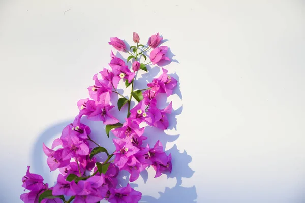 Arka planda çiçek açan bougainvillea