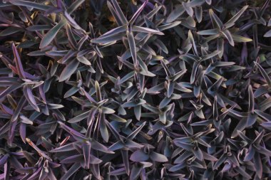 Bahçede Setcreasea purpurea yaprakları