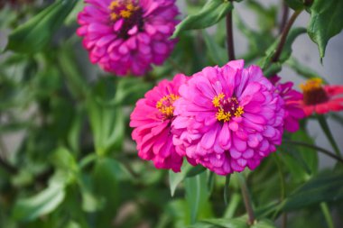 Bahçedeki pembe çiçekler