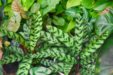 Goeppertia insignis, Marantaceae familyasından bir çıngıraklı yılan türü..