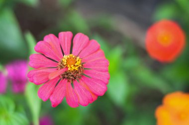 Bahçedeki pembe çiçekler