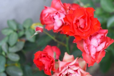 Bahçede kırmızı gül