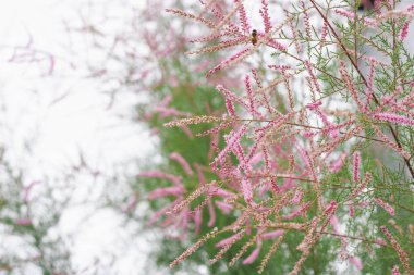 Tamarix, tamarisk ya da tuzlu sedir. Pembe çiçekli yeşil bitki.