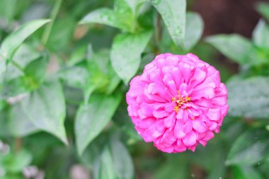 Bahçedeki pembe çiçekler