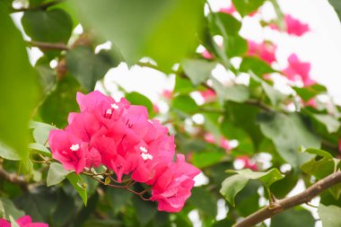 Arka planda çiçek açan bougainvillea