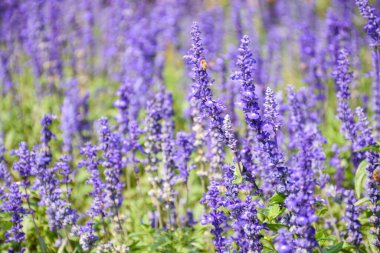 Bahçede mor çiçekler