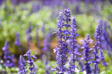 Bahçede mor çiçekler