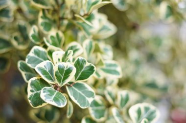 Ökseotu inciri ya da Ökseotu Lastik Bitkisi 'nin yeşil yapraklarını sabah bahçesinde örtün. Güzel çalı