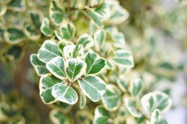 Ökseotu inciri ya da Ökseotu Lastik Bitkisi 'nin yeşil yapraklarını sabah bahçesinde örtün. Güzel çalı