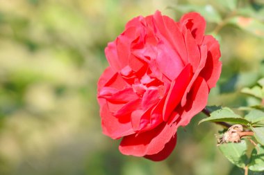 Bahçede kırmızı gül