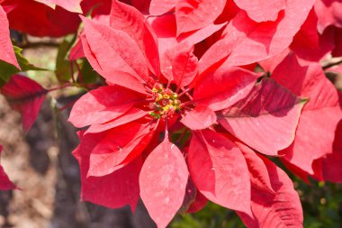 Bahçede öforbi pulcherrima