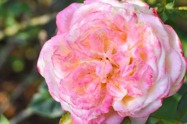 Bahçede pembe güller