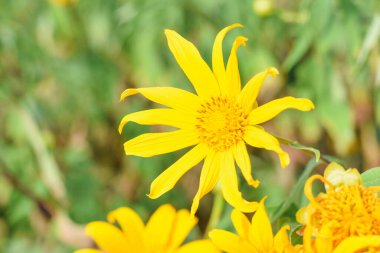 Bulanık doğal arka planda Tithonia Diversifolia bilimsel adıyla.