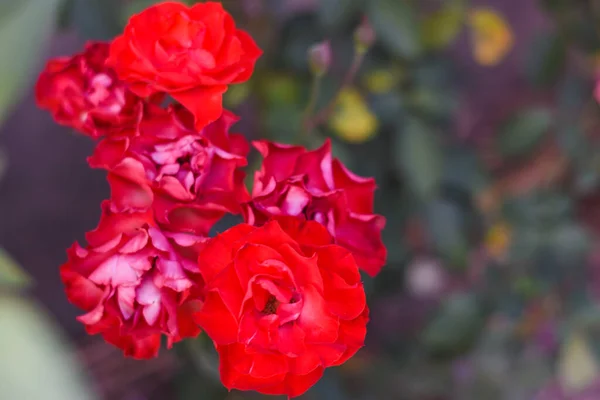 Red Rose Garden — Stock Photo, Image