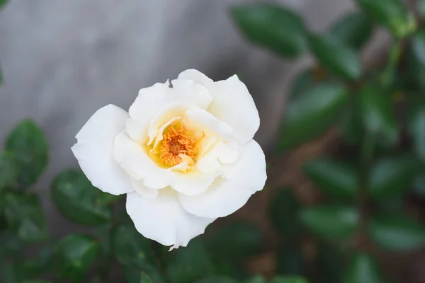 Rose Blanche Dans Jardin — Photo