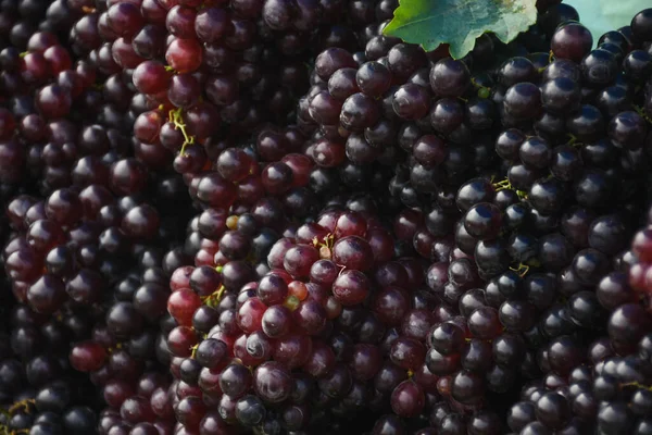 Big Bunch Fruit Dark Red Grapes Background — Stock fotografie