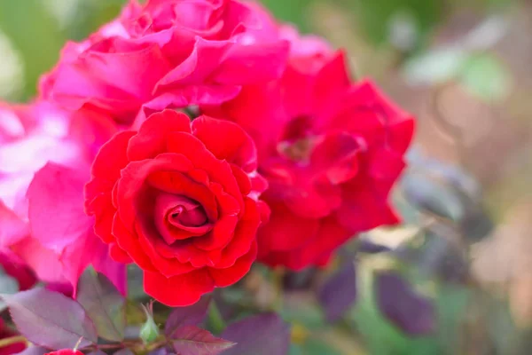 Czerwona Róża Ogrodzie — Zdjęcie stockowe