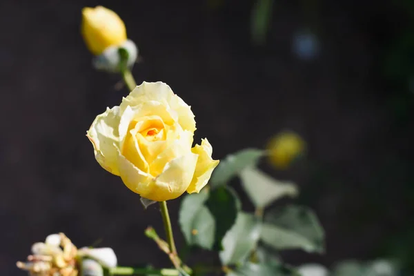 Żółte Róże Ogrodzie — Zdjęcie stockowe