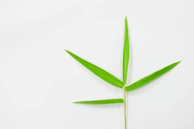 beyaz arkaplanda yeşil yapraklar