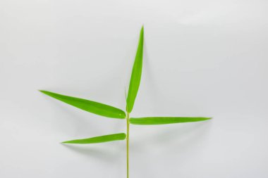 beyaz arkaplanda yeşil yapraklar