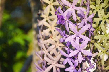 Ağaçta mor buket ve yeşil arkaplan
