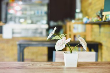 Kahve dükkanındaki bir masanın üstündeki vazoda bitkiler, dükkandaki sıcak bir atmosfer. Bu mesaj için.
