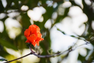 Bahçedeki kırmızı nar çiçeklerinin ve akşam güneşinin yakın plan çekimi..