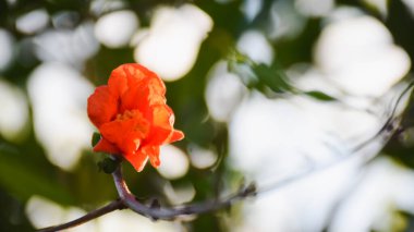 Bahçedeki kırmızı nar çiçeklerinin ve akşam güneşinin yakın plan çekimi..