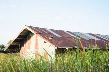 Ormanda eski bir teneke ev, çimen ve gökyüzü kaplıydı..