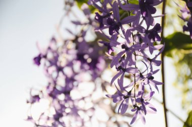 Ağaçta mor çiçek buketi ve metin yerleştirmek için yeşil arkaplan.