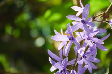 Ağaçta mor çiçek buketi ve metin yerleştirmek için yeşil arkaplan.