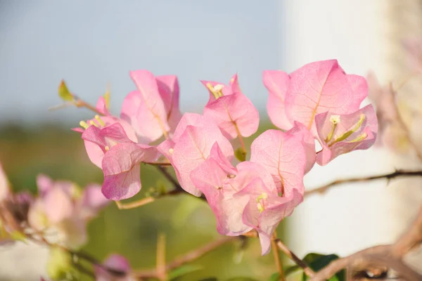 背景花朵背景下盛开的花的特写镜头 — 图库照片