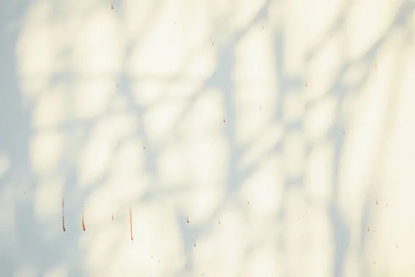 Σκιές Του Ήλιου Λάμπουν Μέσα Από Ξύλινο Πάτωμα Άσπρο Τσιμεντένιο — Φωτογραφία Αρχείου