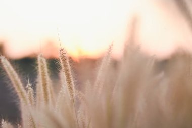 Pembe Çimen ya da Pennisetum 'un güzel akşam güneşli yakın çekimi.