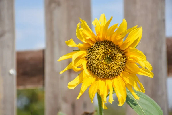Beautiful Yellow Sunflowers Natural Garden — Stock Photo, Image
