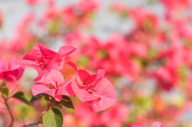Arka planda çiçek açan bougainvillea 'nın yakın plan çekimi